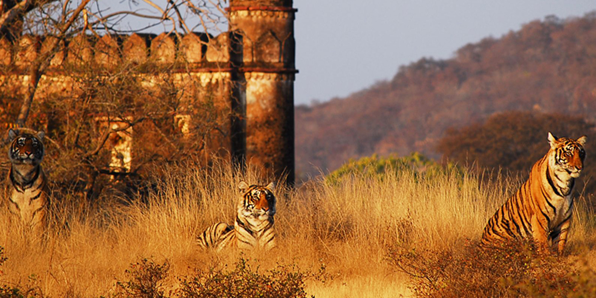 Ranthambore Tiger Rajasthan