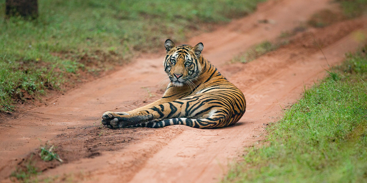 sariska tiger reserve safari